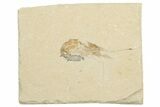 Cretaceous Fossil Shrimp - Lebanon - Photo 4